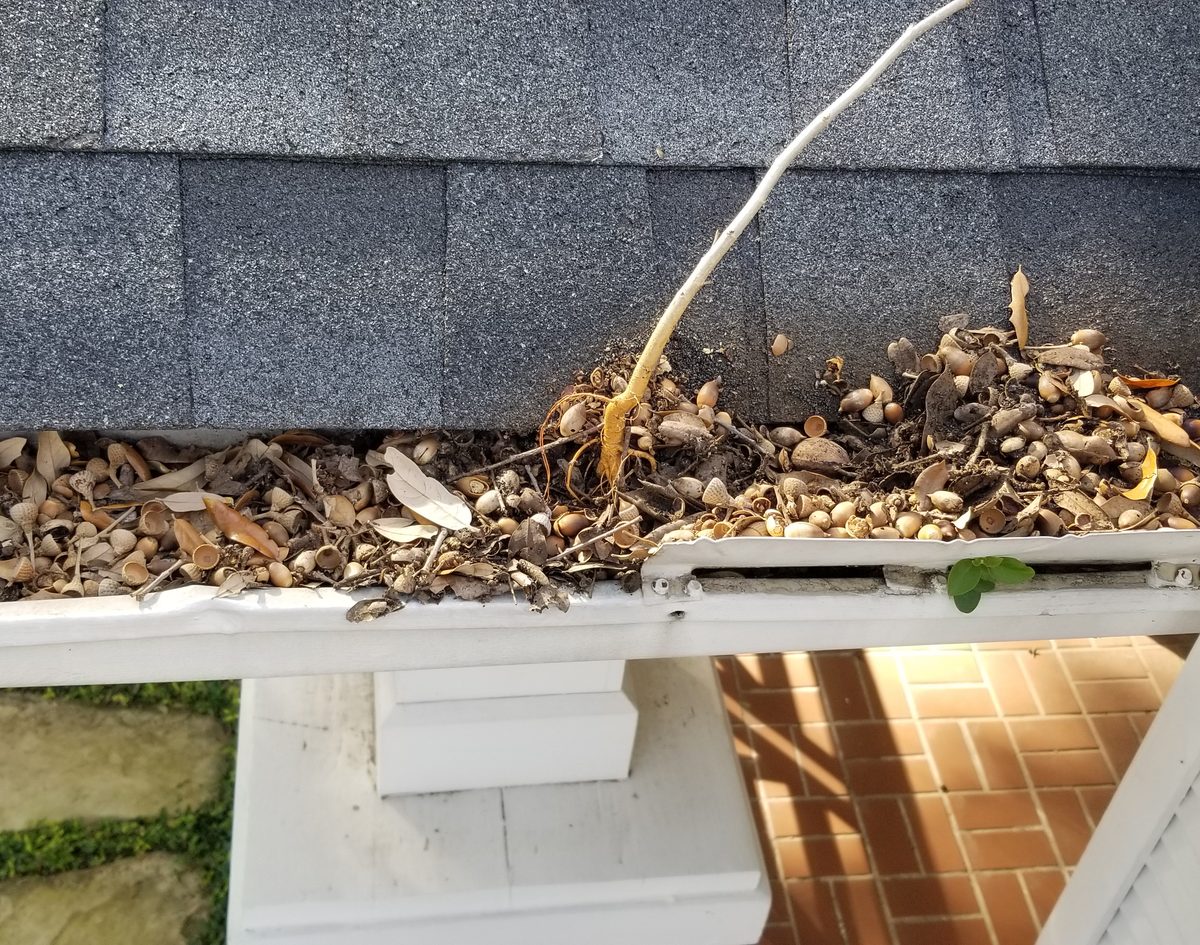 A gutter packed with leaves and seed pods
