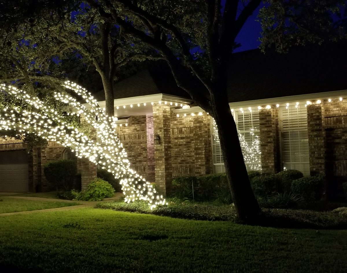 Trees wrapped in warm white lights