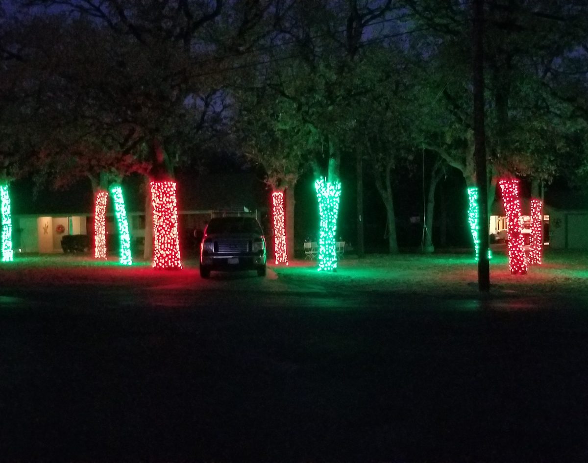 Trunks wrapped in red and green